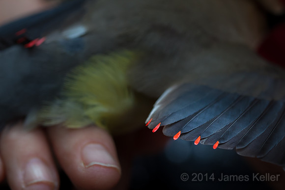 Cedar Waxwing