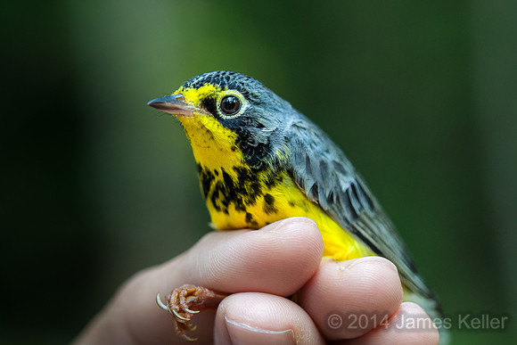 Canada Warbler