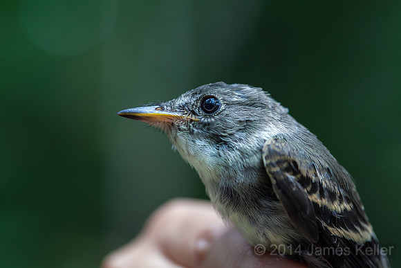 Eastern Wood Pewee