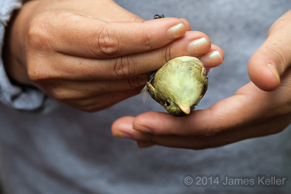Yellow-throated Flycatcher