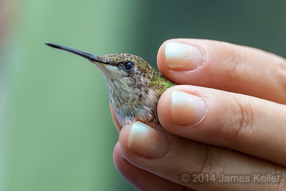 Ruby-throated Humingbird