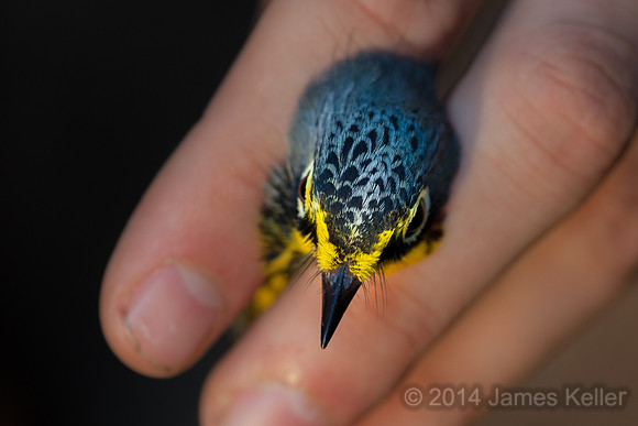 Canada Warbler