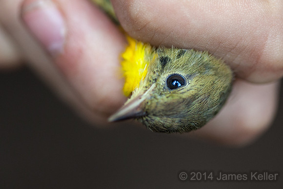 Common Yelowthroat, black "mask" feathers starting to grow out.