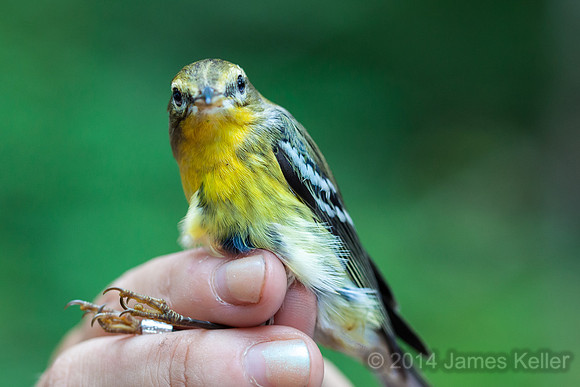 Blackburnian Warbler