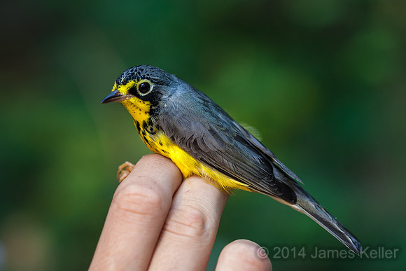 Canada Warbler
