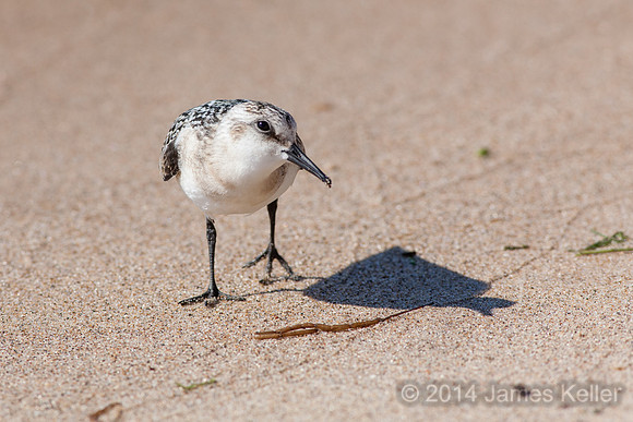 Sanderling