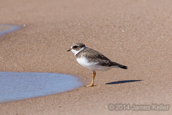 Semipalmated Plover