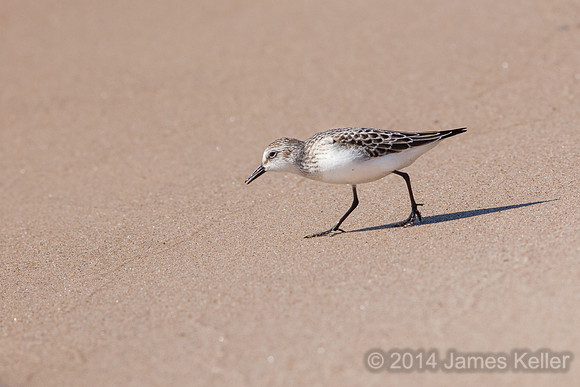Semipalmated Sandpiper