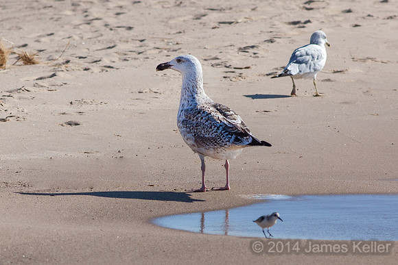 Great Black-backed Gull