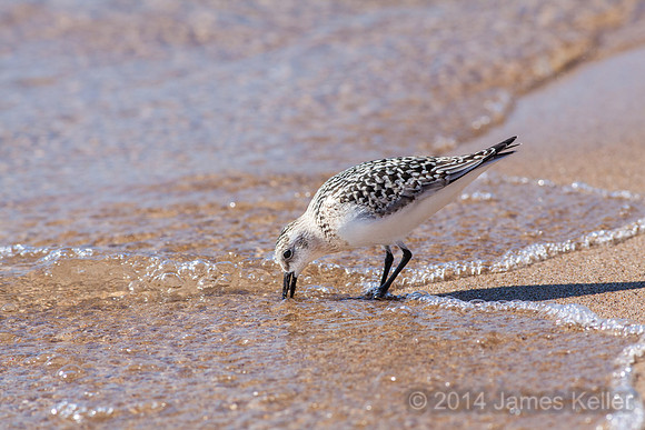 Sanderling