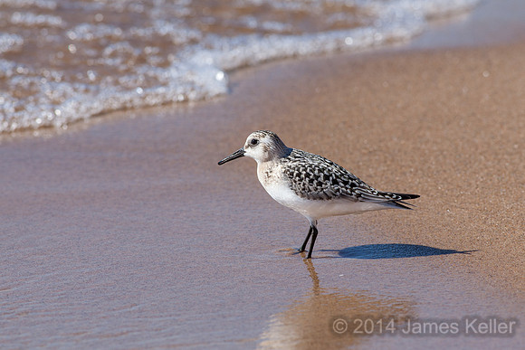 Sanderling