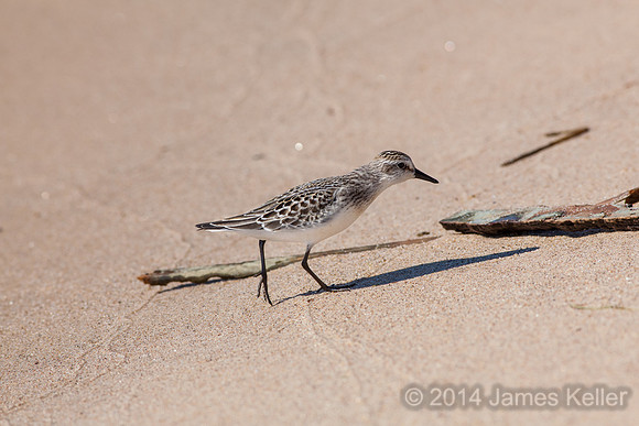 Semipalmated Sandpiper