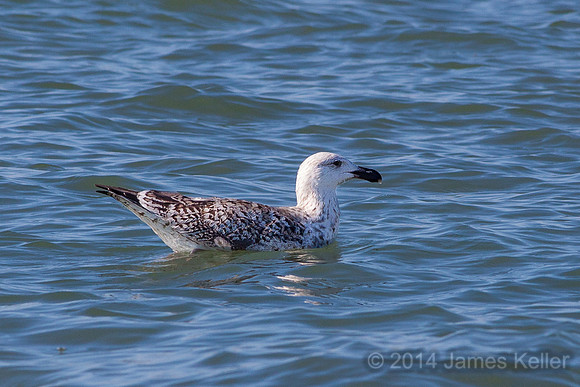 Great Black-backed Gull