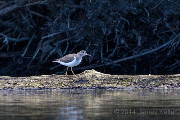 Spotted Sandpiper not a Solitary