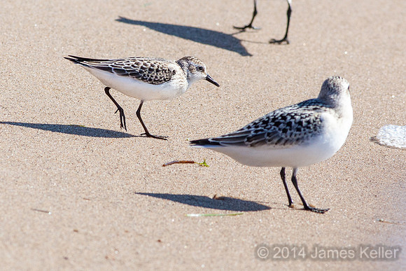 Semipalmated Sandpiper and Sanderling