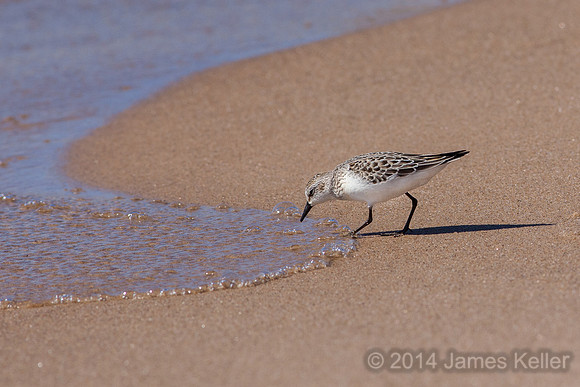 Semipalmated Sandpiper