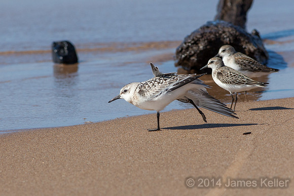 Sanderling