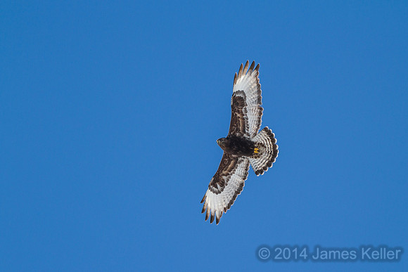 Rough-legged Hawk - MR SGA