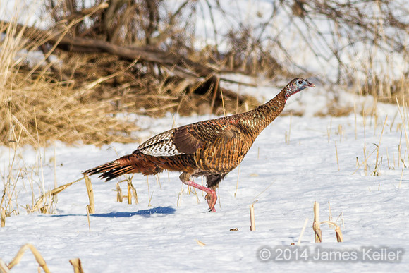 Turkey - MR SGA