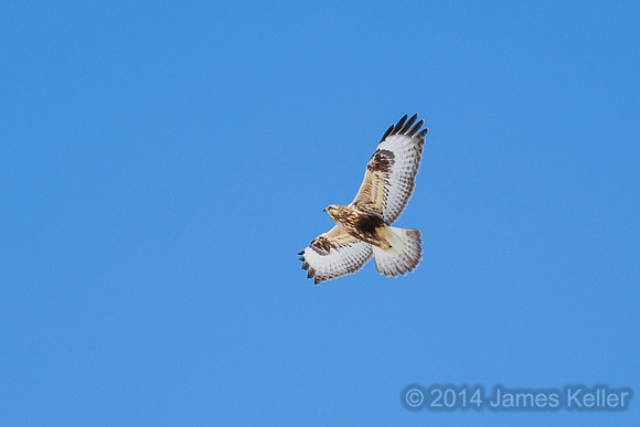 Rough-legged Hawk - MR SGA