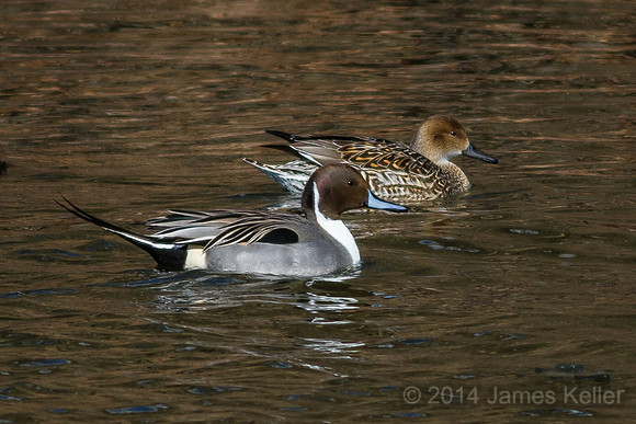Male and Female Northern Pintails - GL Riverwalk Trail