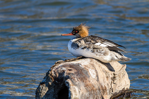 Juvenile Male Red-breasted Merganser - GL Riverwalk Trail