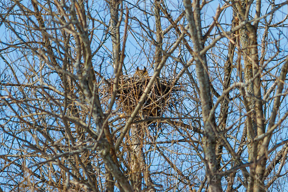 Great Horned Owl - MR SGA