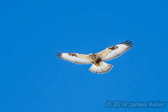Rough-legged Hawk - MR SGA