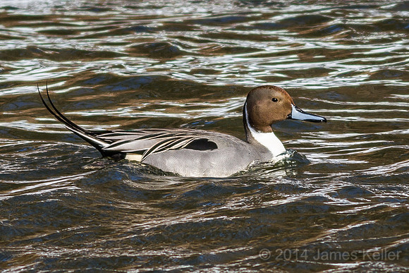 Male Northern Pintail - GL Riverwalk Trail