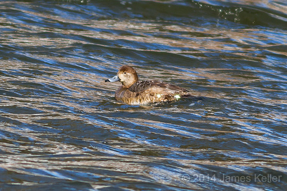 Female Lesser Scaup, Redhead or Ring-necked ??? - GL Riverwalk Trail
