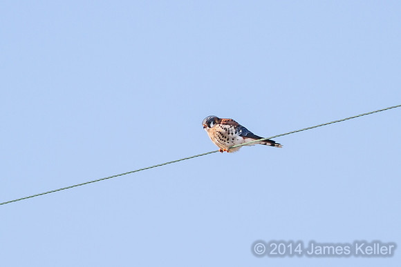 American Kestrel - MR SGA