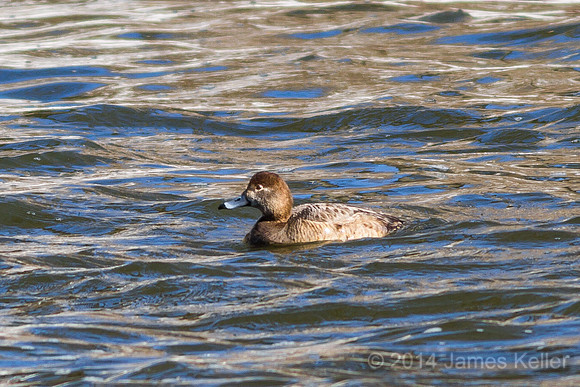 Female Lesser Scaup, Redhead or Ring-necked ??? - GL Riverwalk Trail