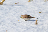 Pintail Weekend
