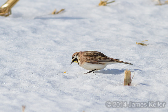 Horned Lark - MR SGA