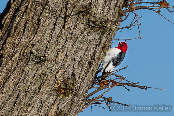 Red-headed Woodpecker - MR SGA