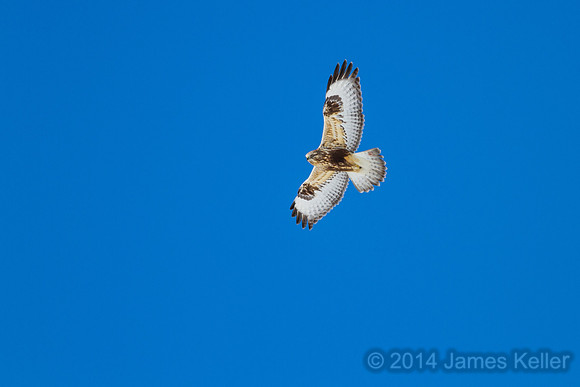 Rough-legged Hawk - MR SGA