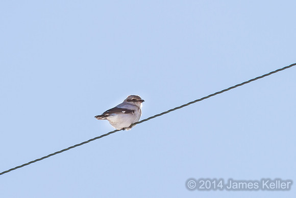 Northern Shrike - MR SGA