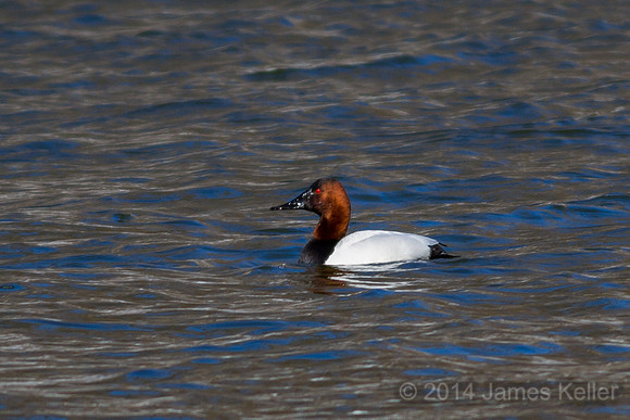 Canvasback - GL Riverwalk Trail