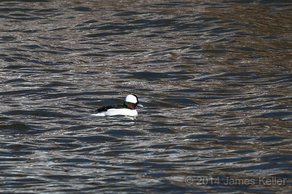 Bufflehead - GL Riverwalk Trail