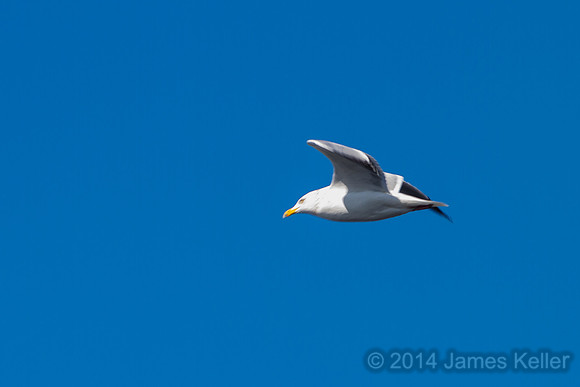 Herring Gull