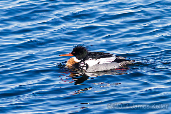Red-breasted Merganser