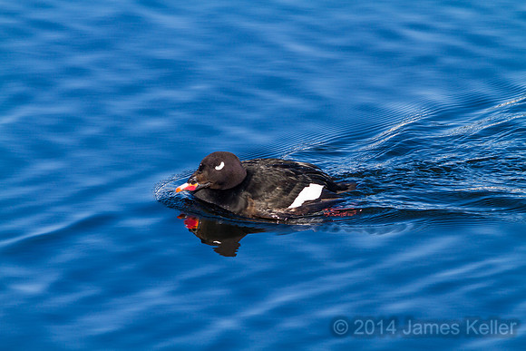 White-winged Scoter