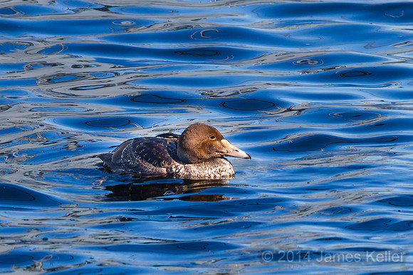 King Eider