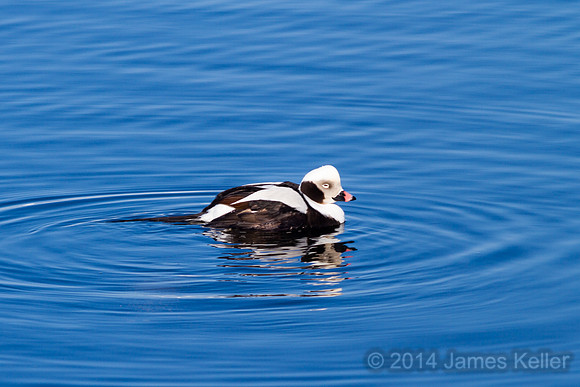 Long-tailed Duck