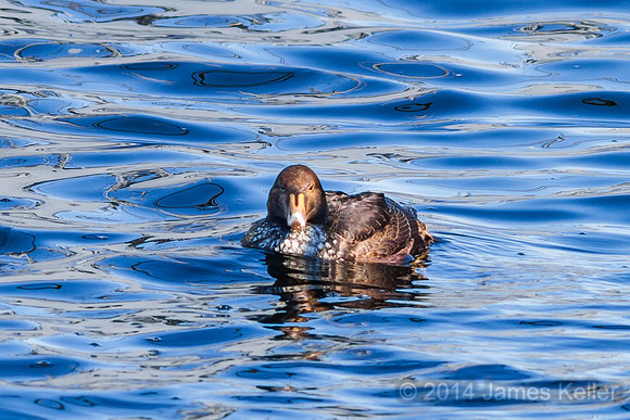 King Eider