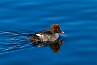 Muskegon Ducks 2