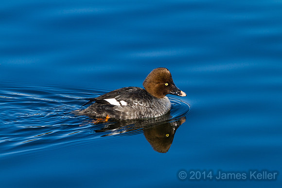 Female Common Goldeneye