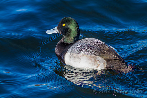 Greater Scaup
