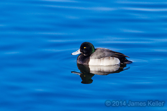 Greater Scaup