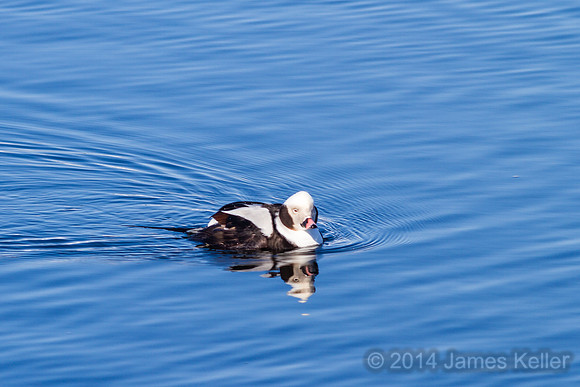 Long-tailed Duck